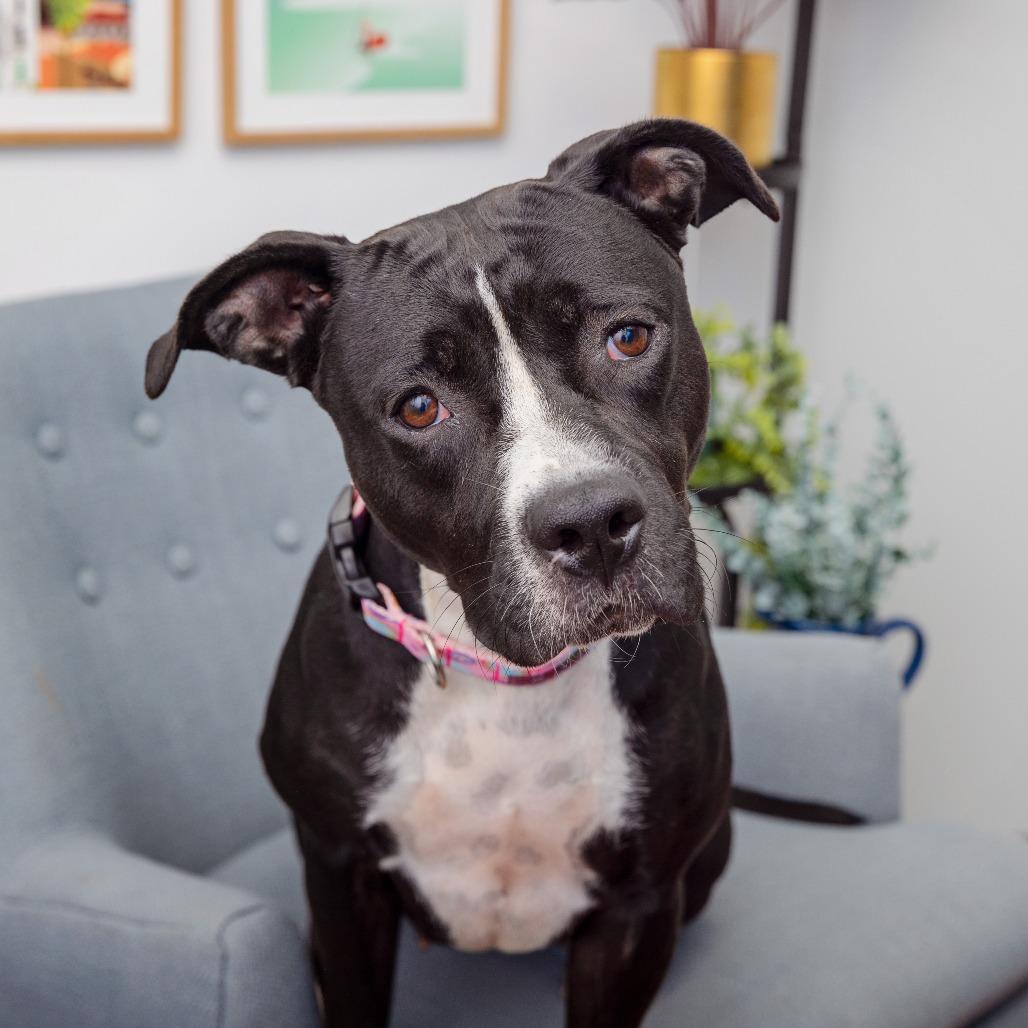 Dreamfyre, a Adoptable mixed breed in Los Angeles, CA image 3/5