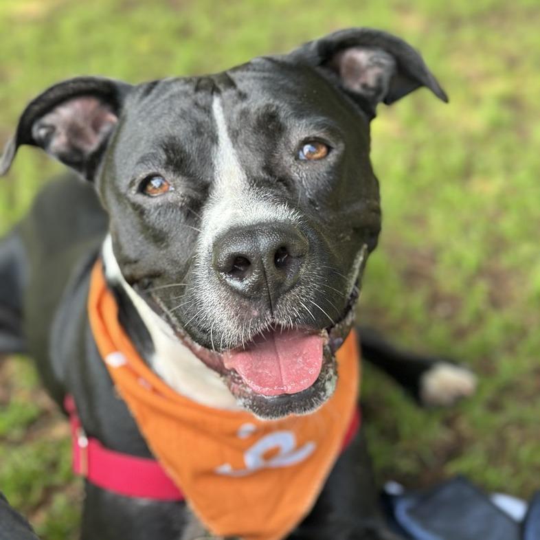 Dreamfyre, a Adoptable mixed breed in Los Angeles, CA image 4/5