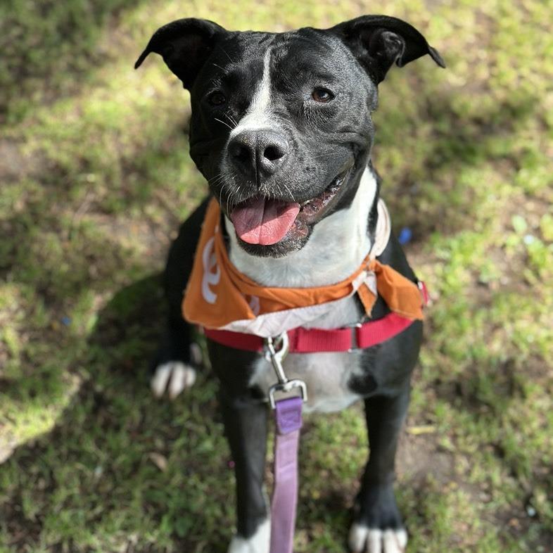 Dreamfyre, a Adoptable mixed breed in Los Angeles, CA image 5/5