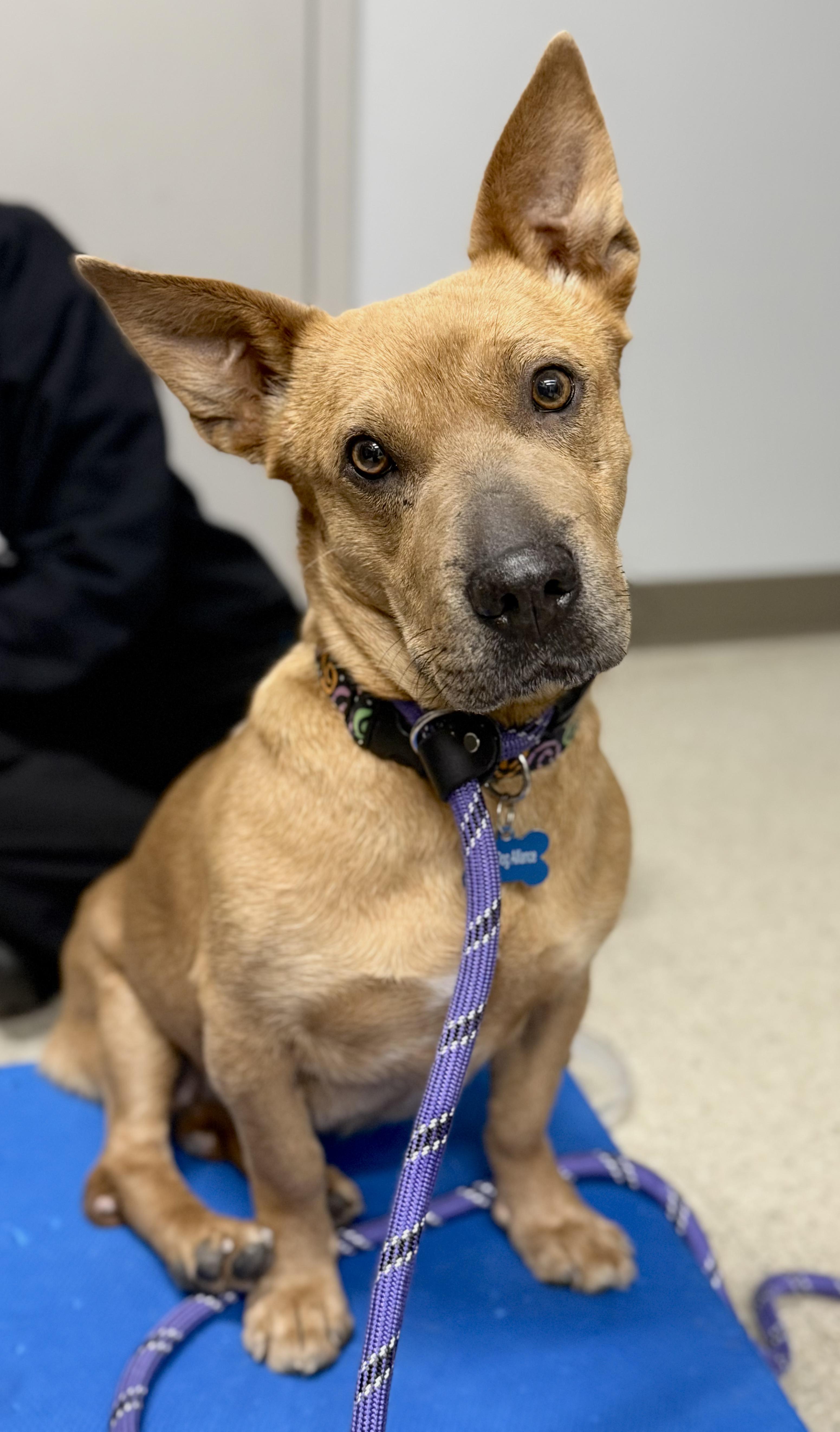 Miranda, Adoptable, Adult Female Pit Bull Terrier & Corgi.