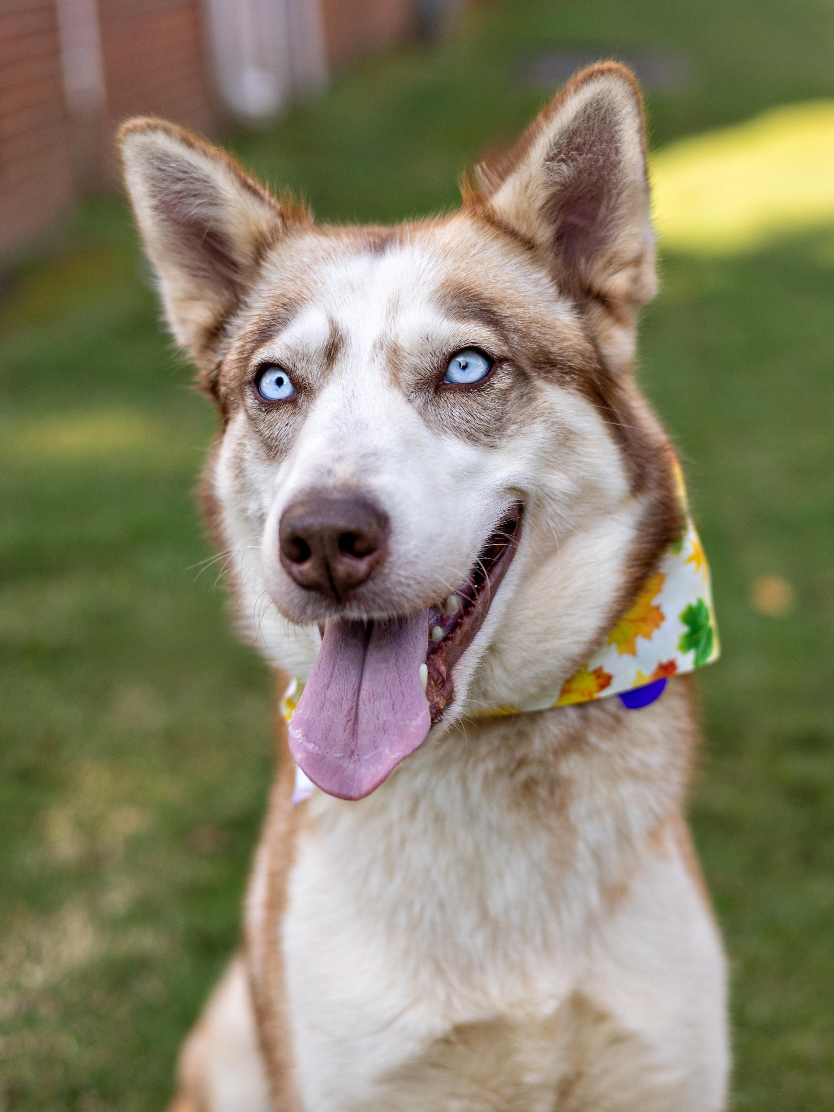 Freyja, Adoptable, Young Female Husky.
