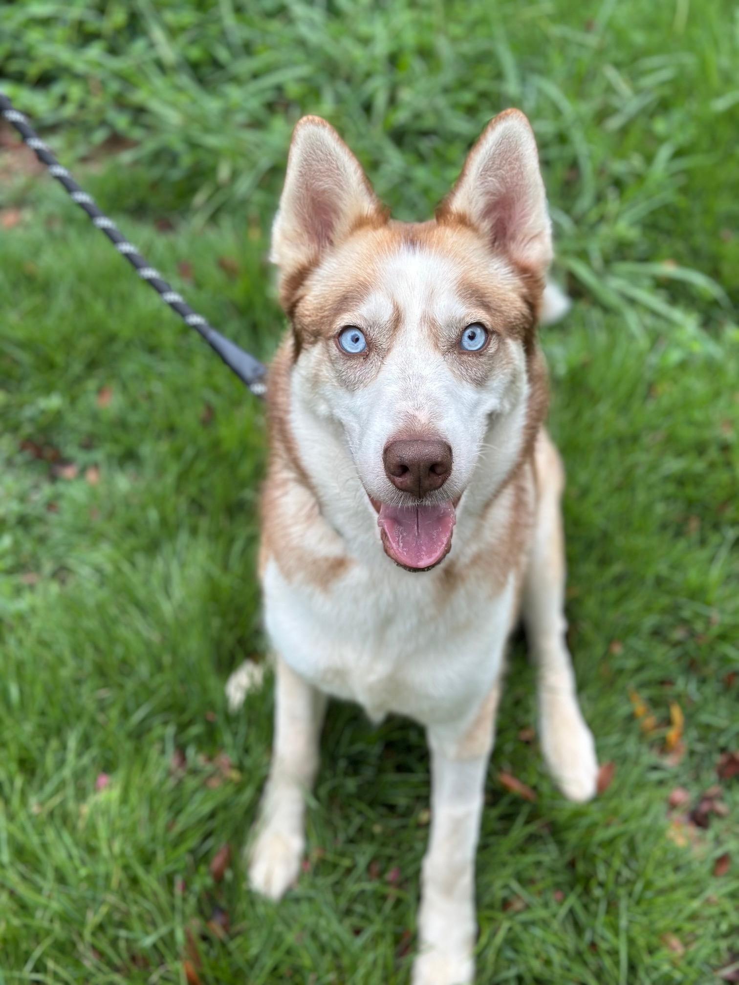 Freyja, a Adoptable Husky in Atlanta, GA image 3/6