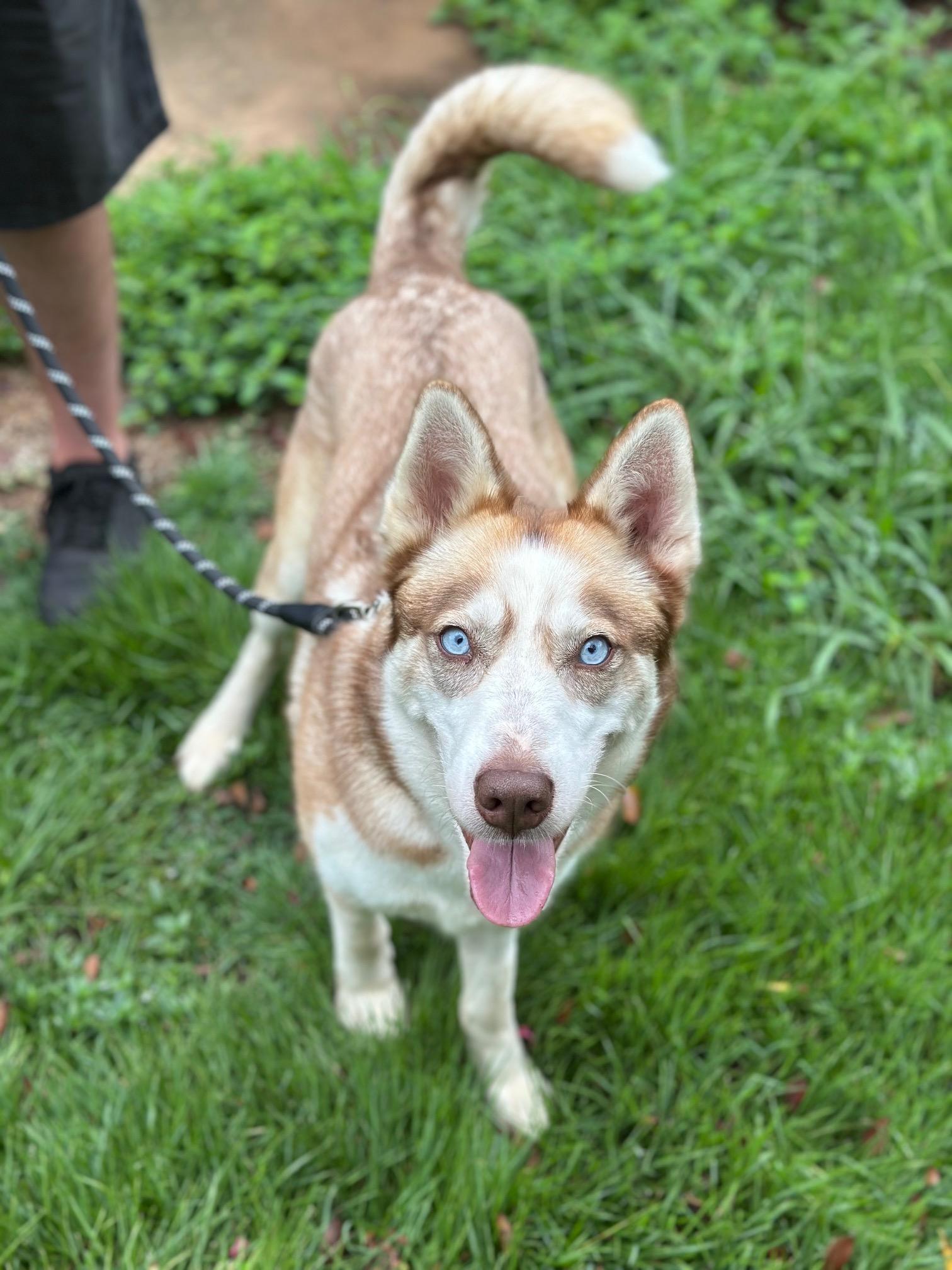 Freyja, a Adoptable Husky in Atlanta, GA image 4/6