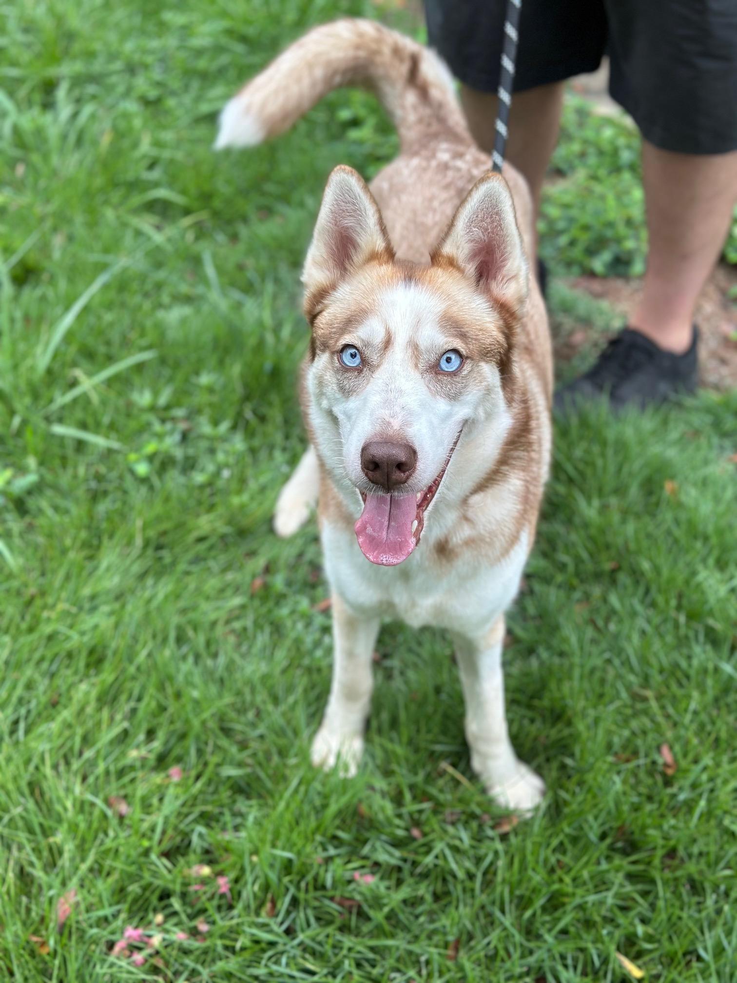 Freyja, a Adoptable Husky in Atlanta, GA image 5/6