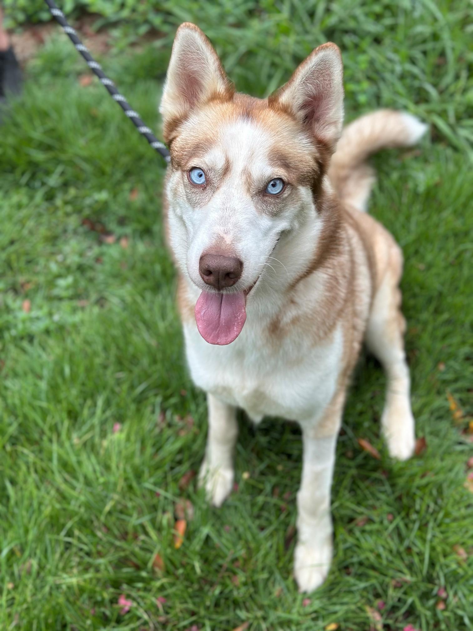 Freyja, a Adoptable Husky in Atlanta, GA image 6/6
