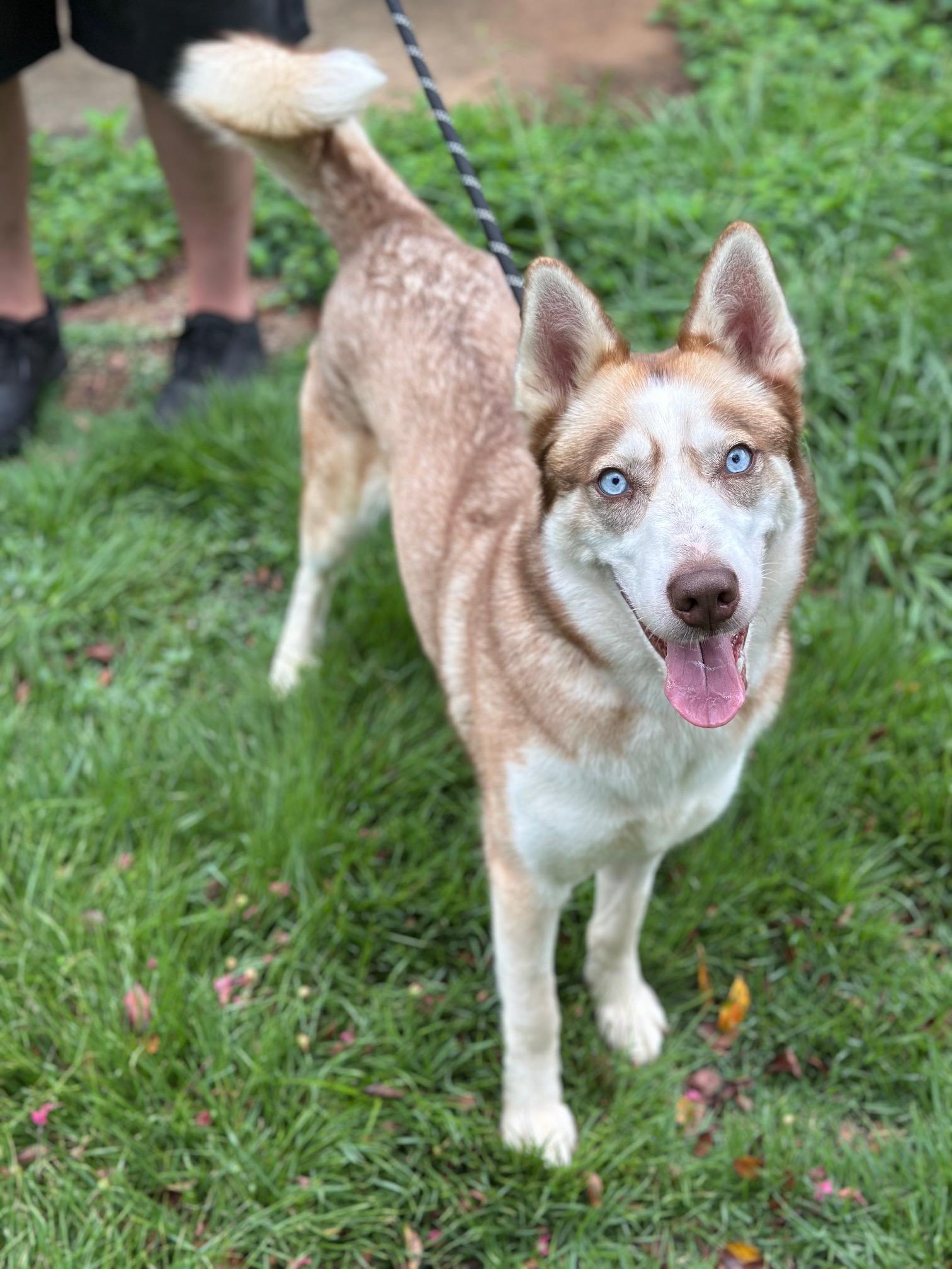 Freyja, Adoptable, Young Female Husky.