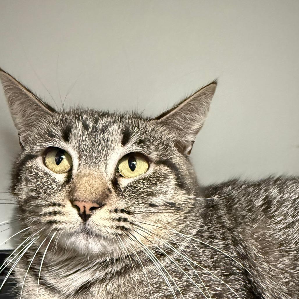 Enlarge Tabitha, a Adoptable Domestic Short Hair in Brea, CA image 2/2