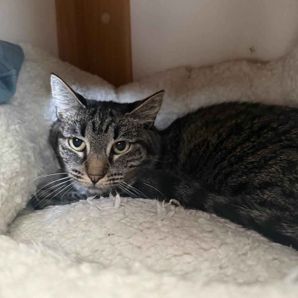 Enlarge Tabitha, a Adoptable Domestic Short Hair in Brea, CA image 3/3