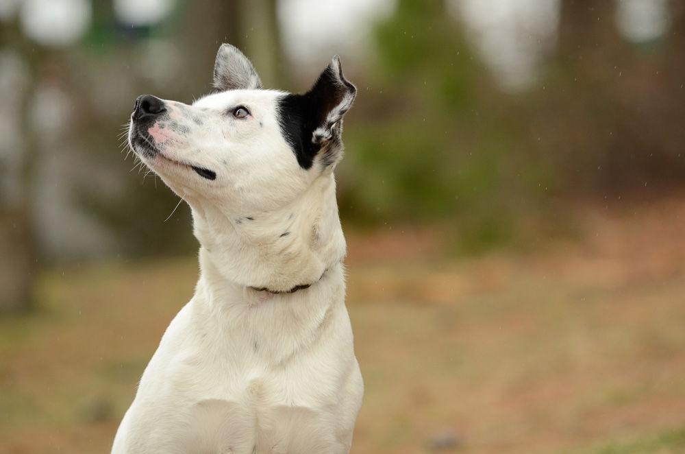 Monty, Adoptable, Adult Male Cattle Dog.