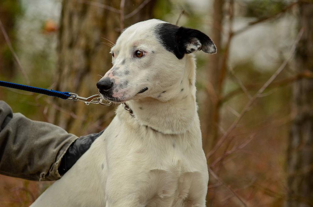 Enlarge Monty, a Adoptable Cattle Dog in Brick, NJ image 2/3