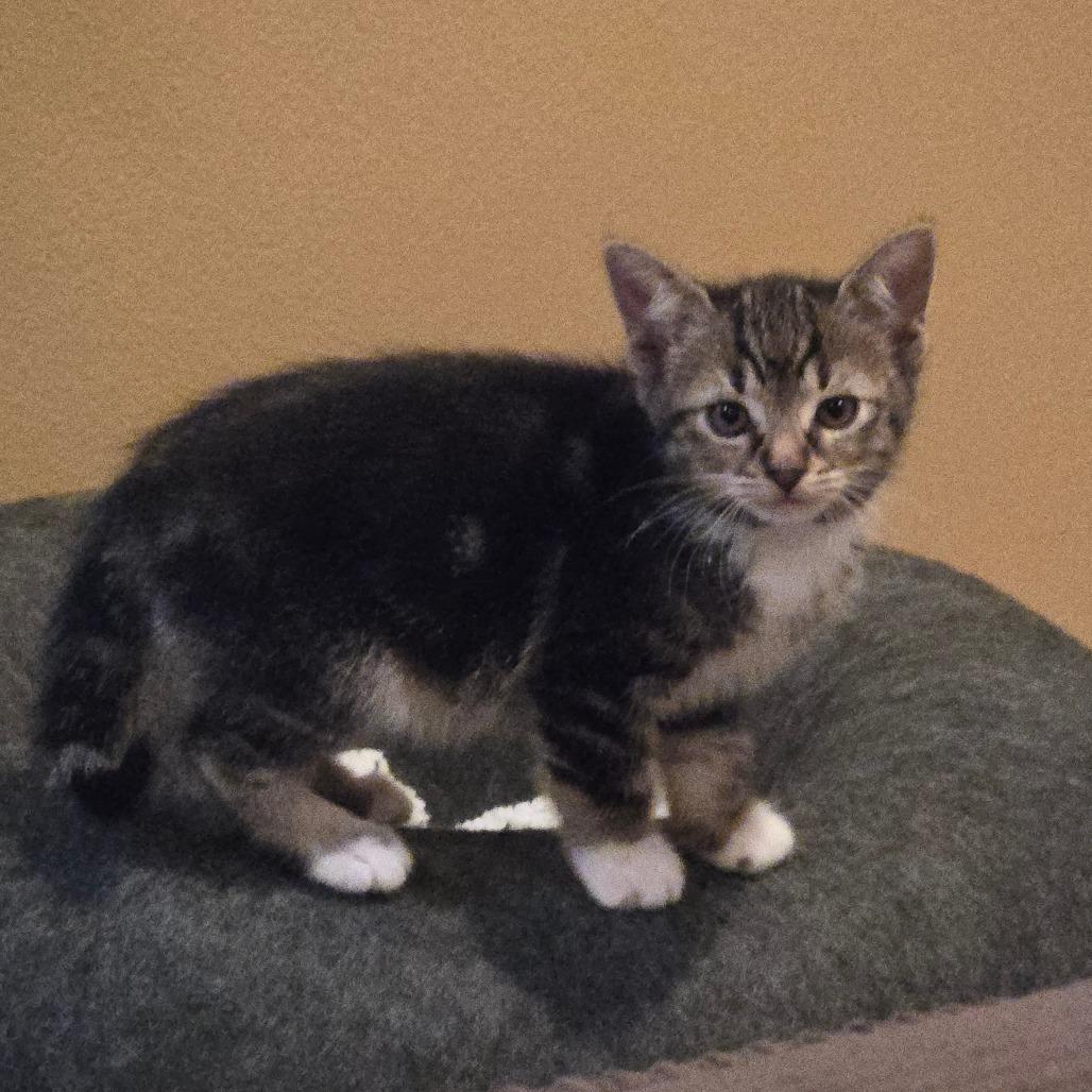 Minnie, a Adoptable Domestic Short Hair in Washougal, WA image 1/3