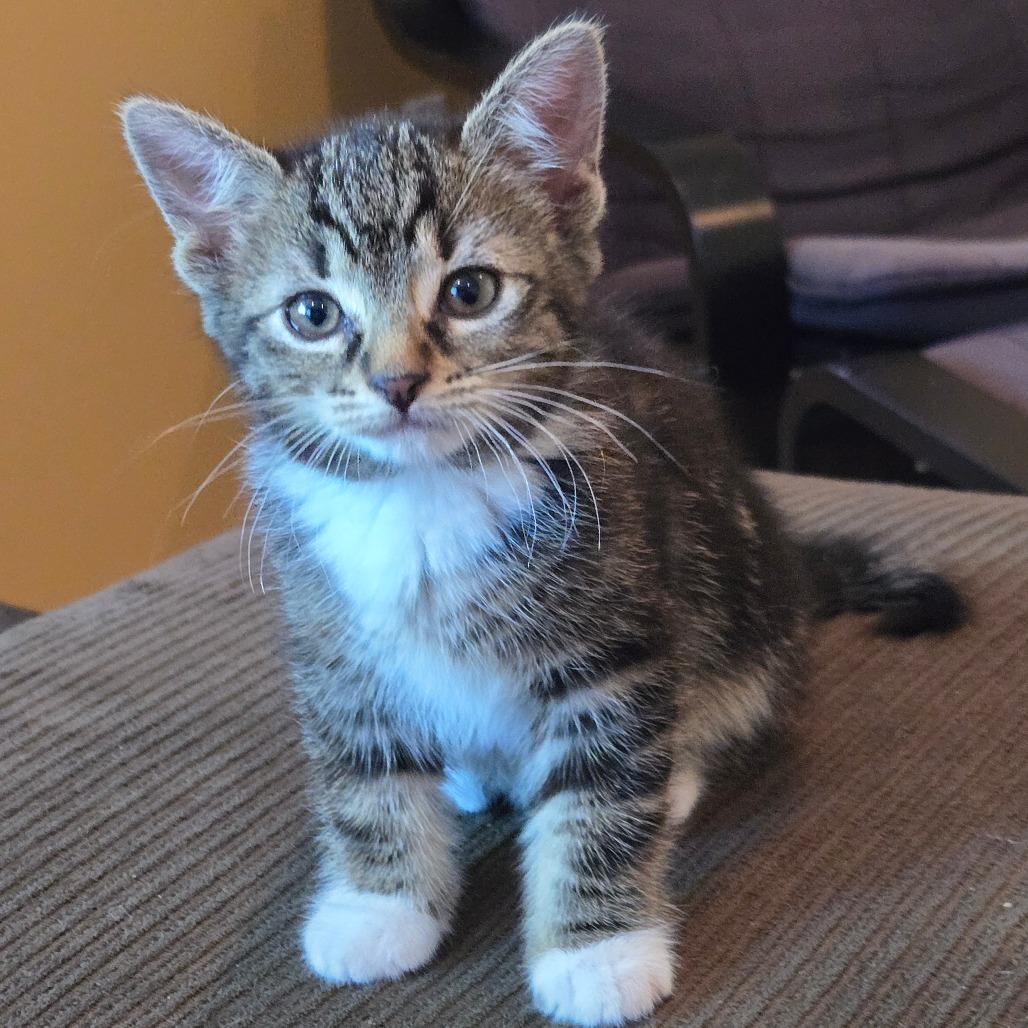 Minnie, a Adoptable Domestic Short Hair in Washougal, WA image 2/3