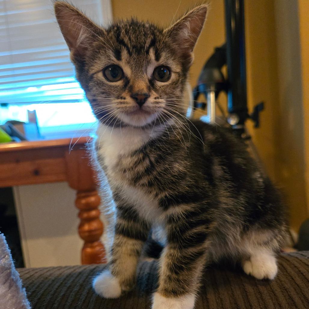 Minnie, a Adoptable Domestic Short Hair in Washougal, WA image 3/3