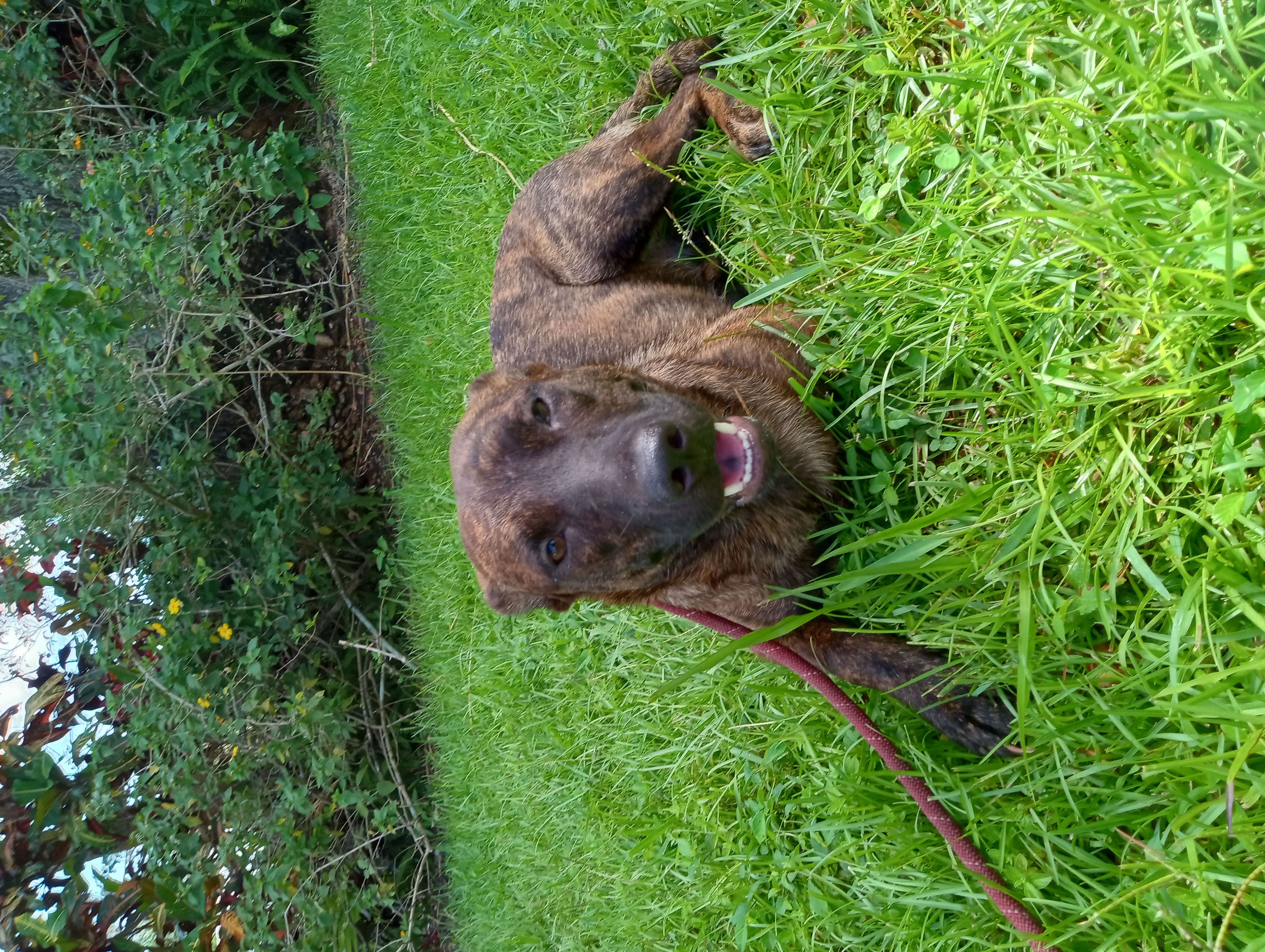 Strudel, a Adoptable Shepherd in Boca Raton, FL image 2/3