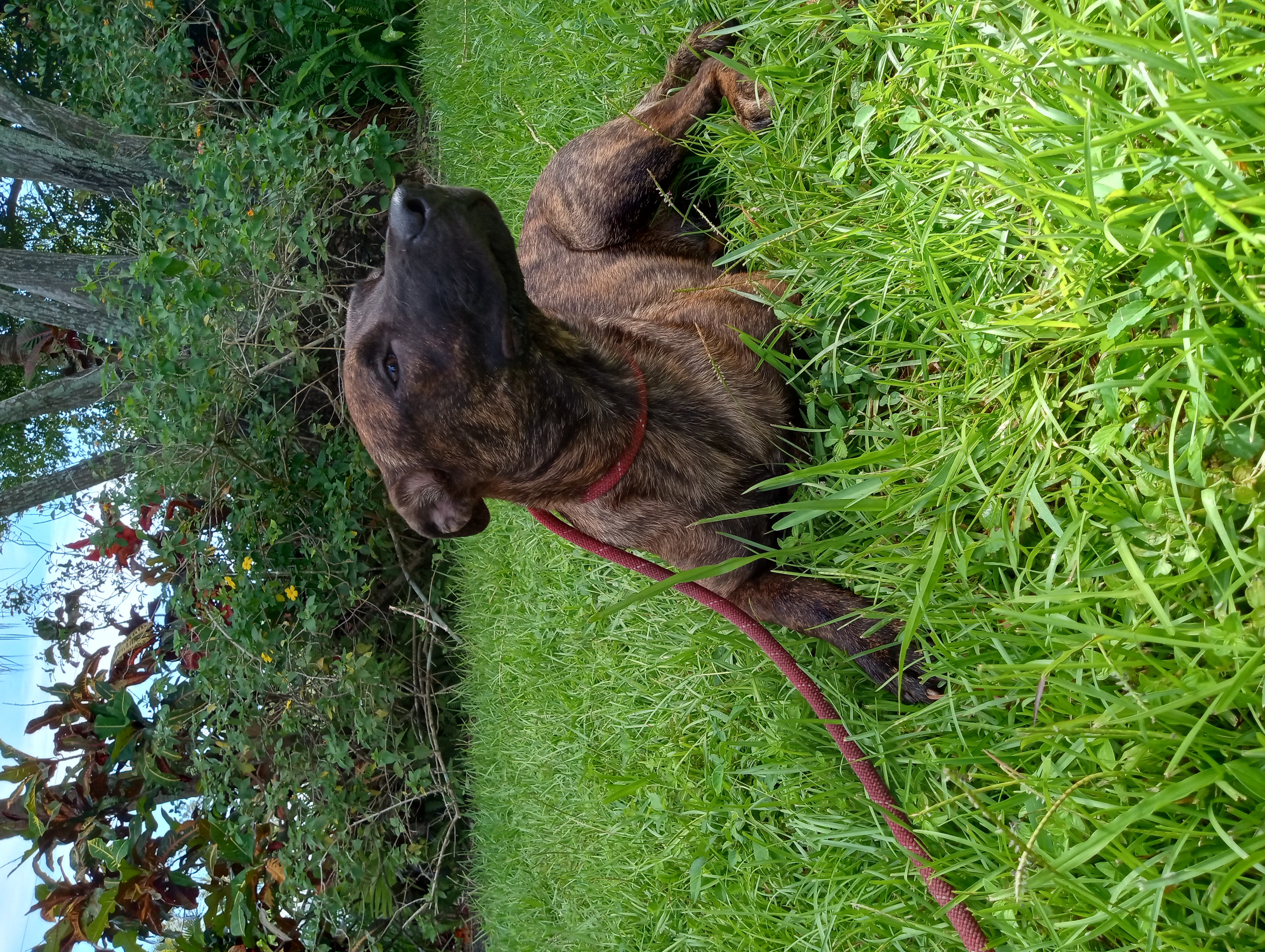 Strudel, a Adoptable Shepherd in Boca Raton, FL image 3/3