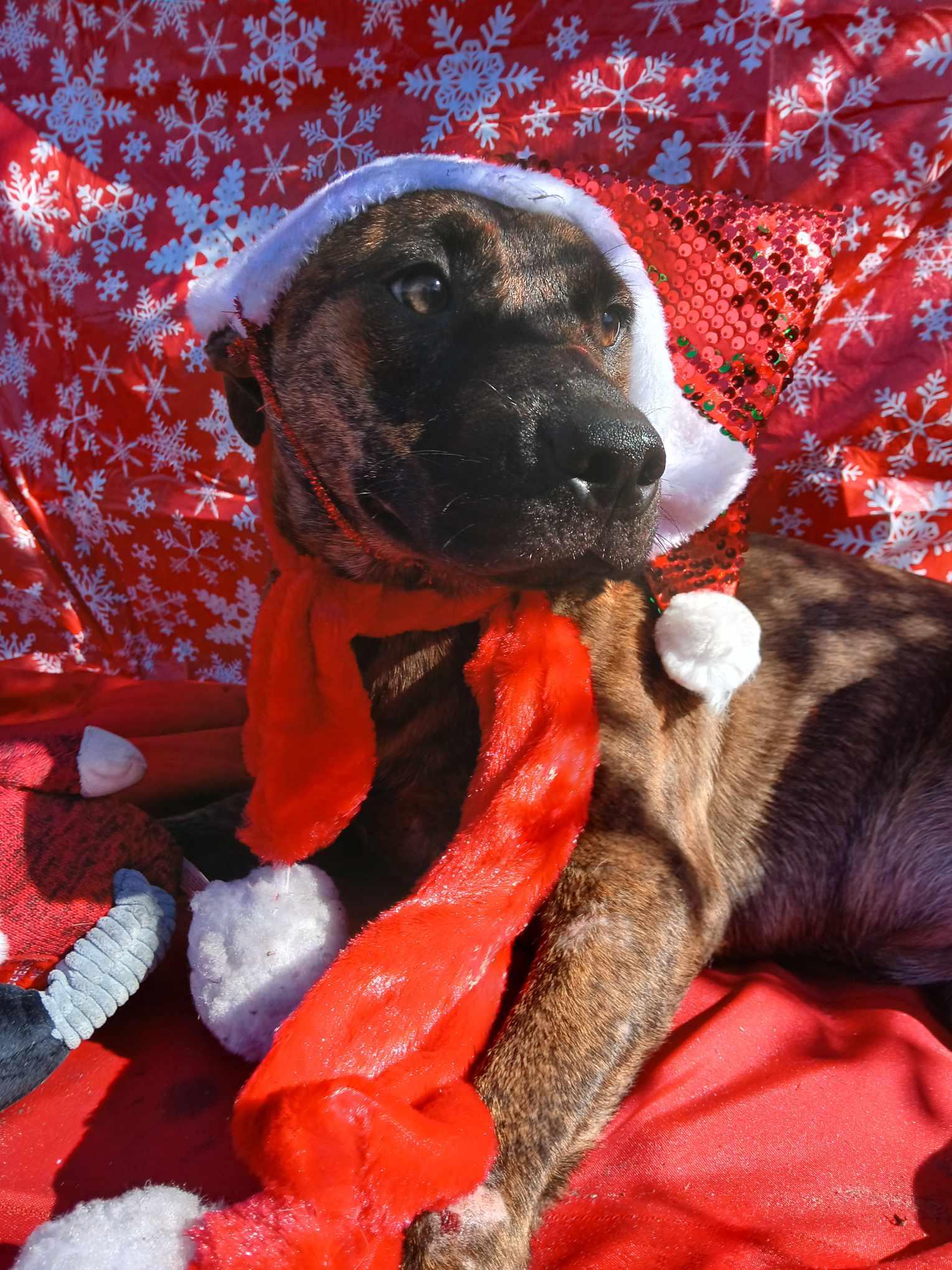 Strudel, Adoptable, Puppy Female Shepherd.