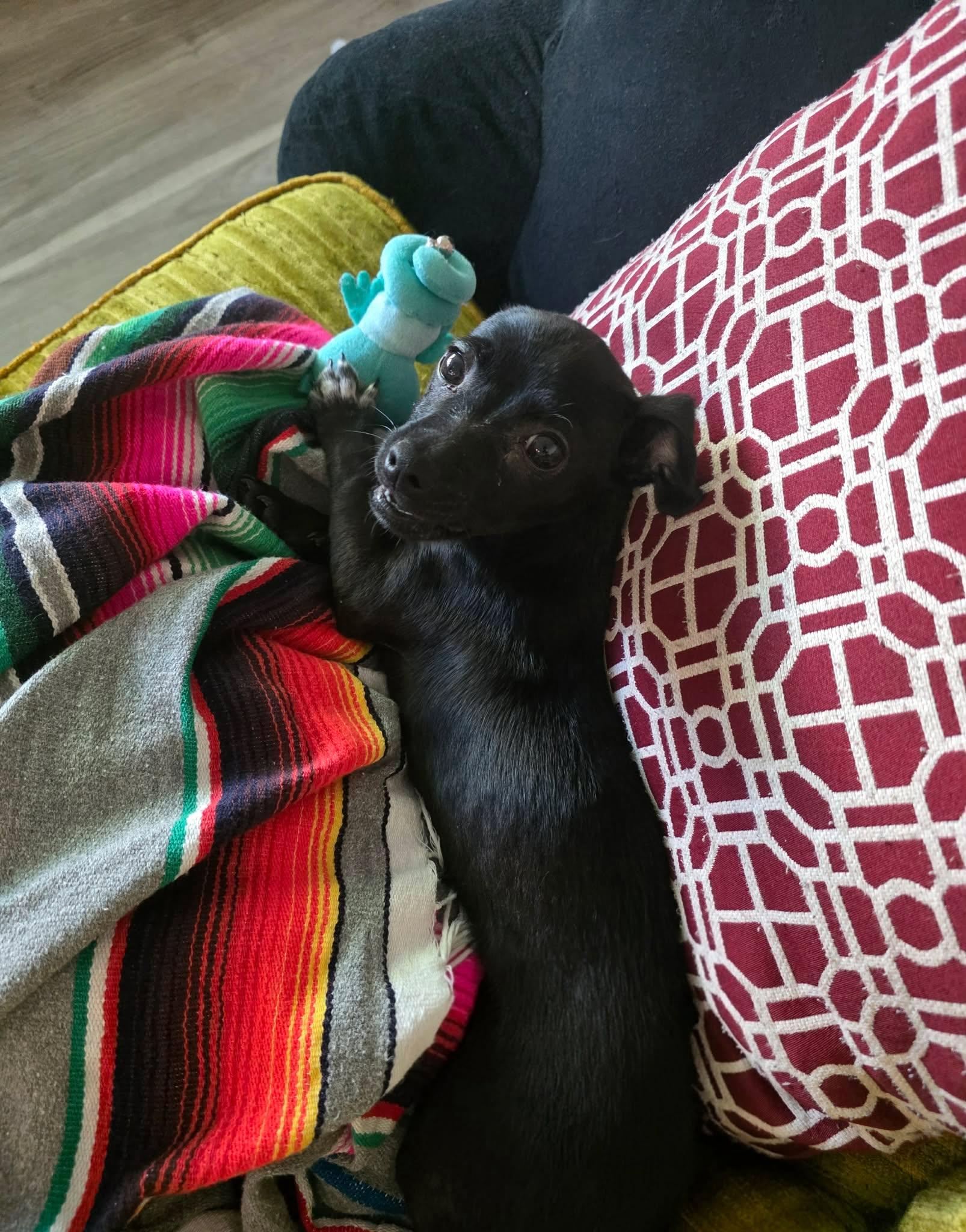 Enlarge Lightning , a ADOPTABLE mixed breed in Clovis, CA image 3/4