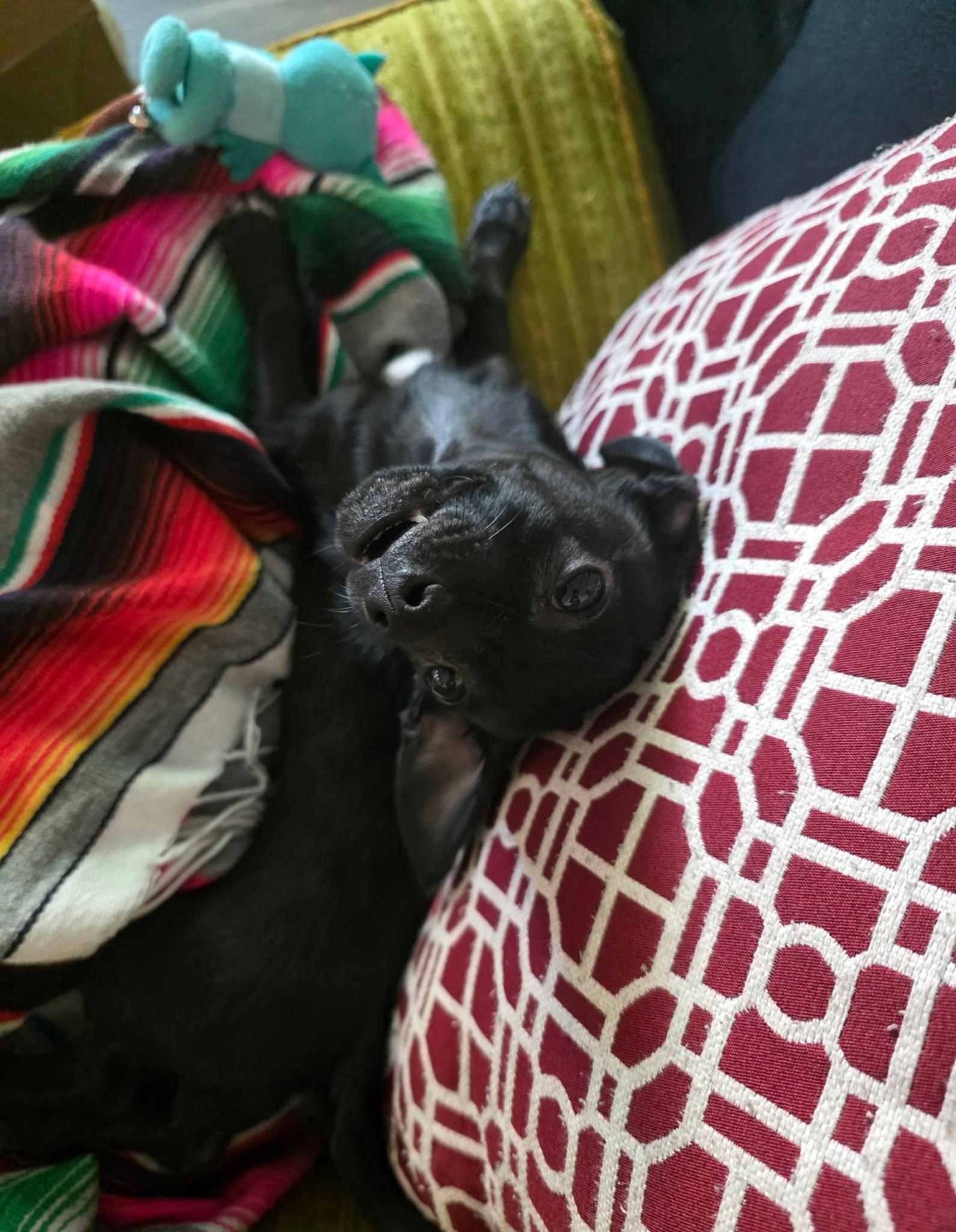 Enlarge Lightning , a ADOPTABLE mixed breed in Clovis, CA image 4/4