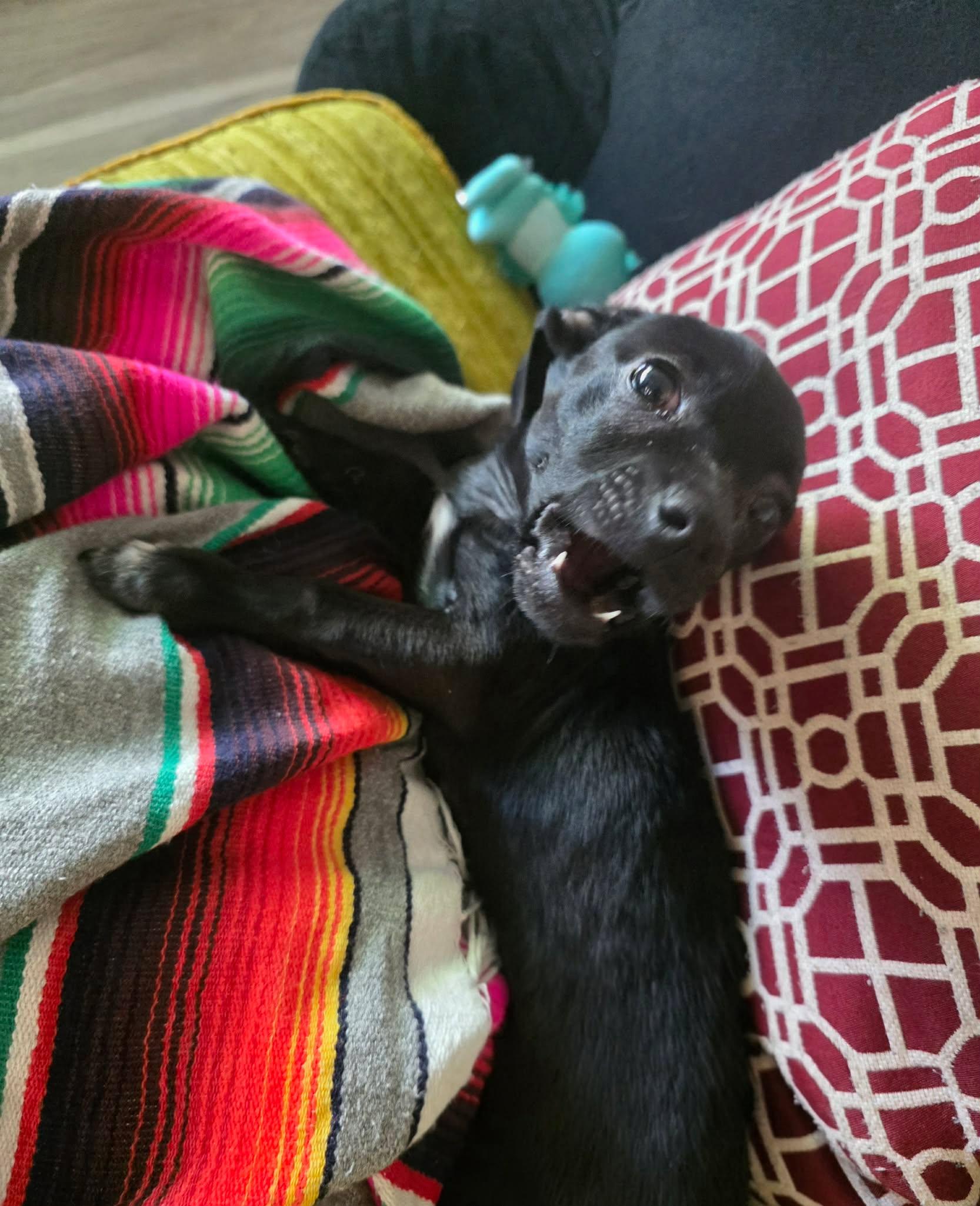 Enlarge Lightning , a ADOPTABLE mixed breed in Clovis, CA image 2/4