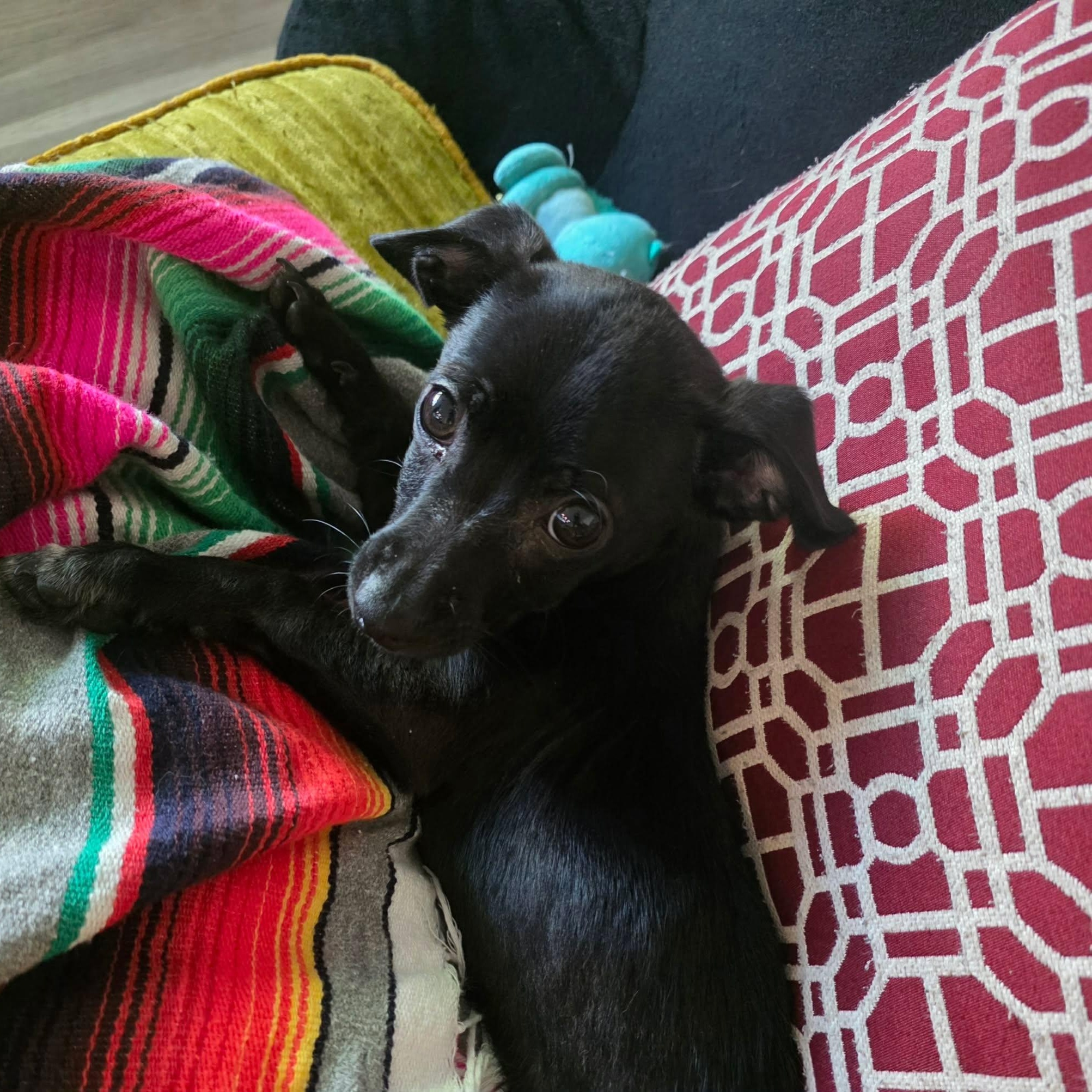 Lightning , ADOPTABLE, Puppy Male Chiweenie.