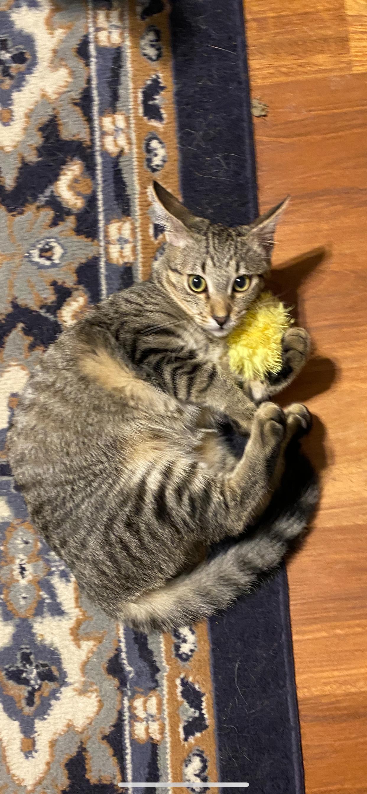 Enlarge Reggie, a Adoptable mixed breed in West Lafayette, IN image 5/5