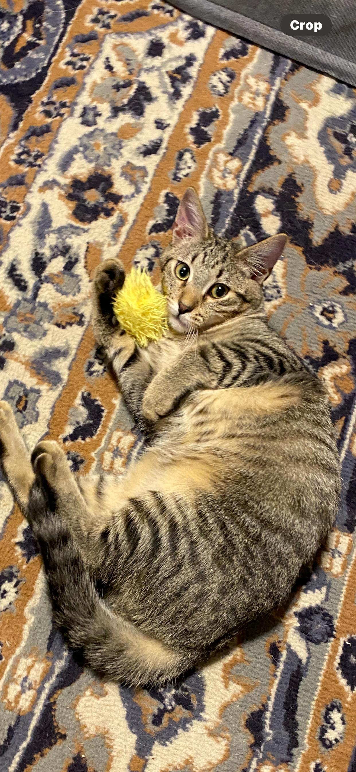 Enlarge Reggie, a Adoptable mixed breed in West Lafayette, IN image 1/5