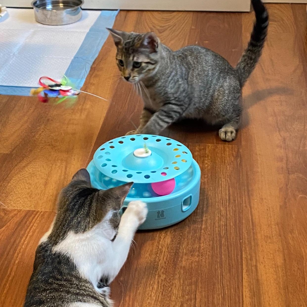 Reggie, Adoptable, Kitten Male Tiger & Domestic Short Hair.