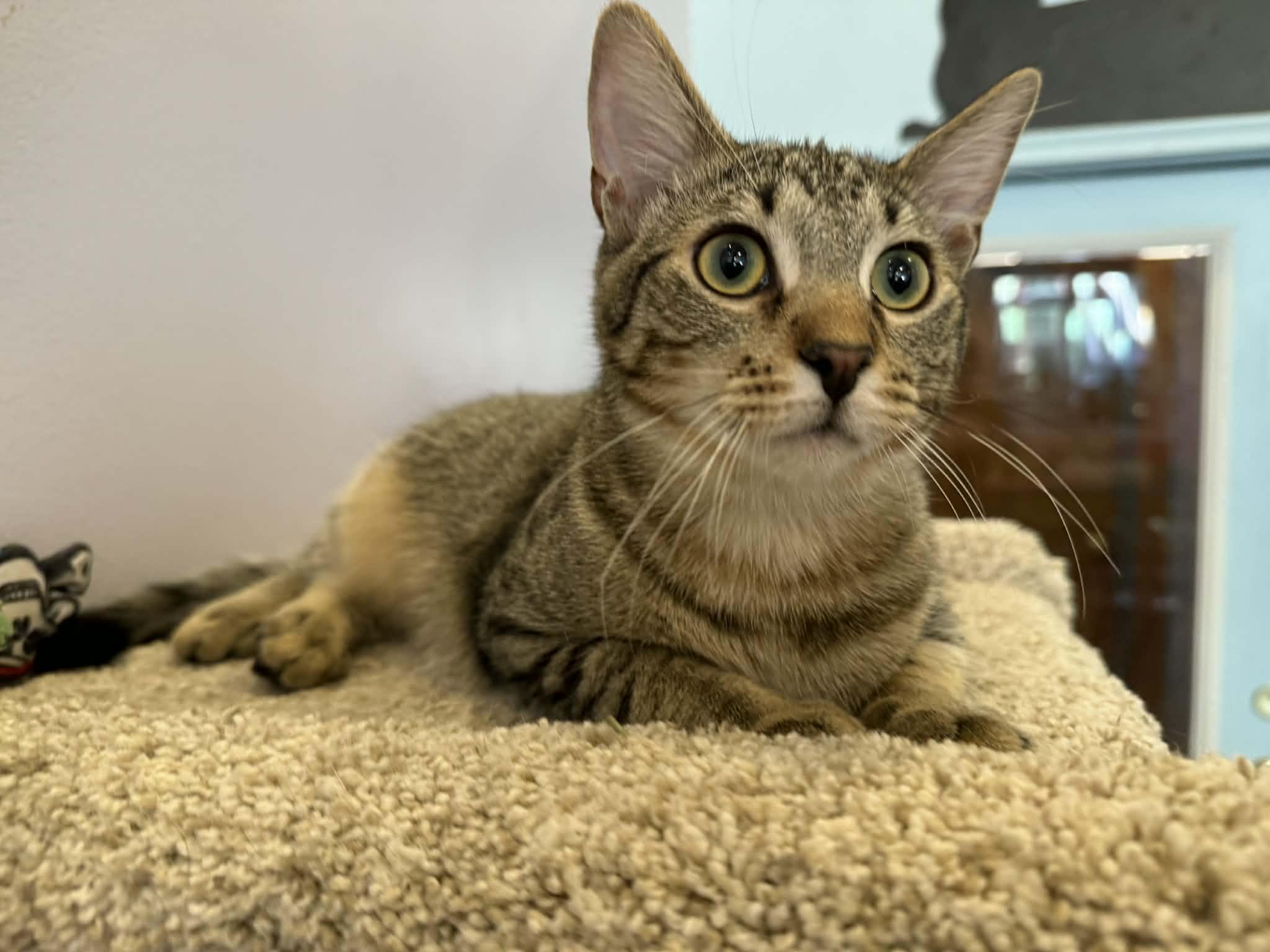 Enlarge Reggie (cat café) , a Adoptable mixed breed in West Lafayette, IN image 1/6