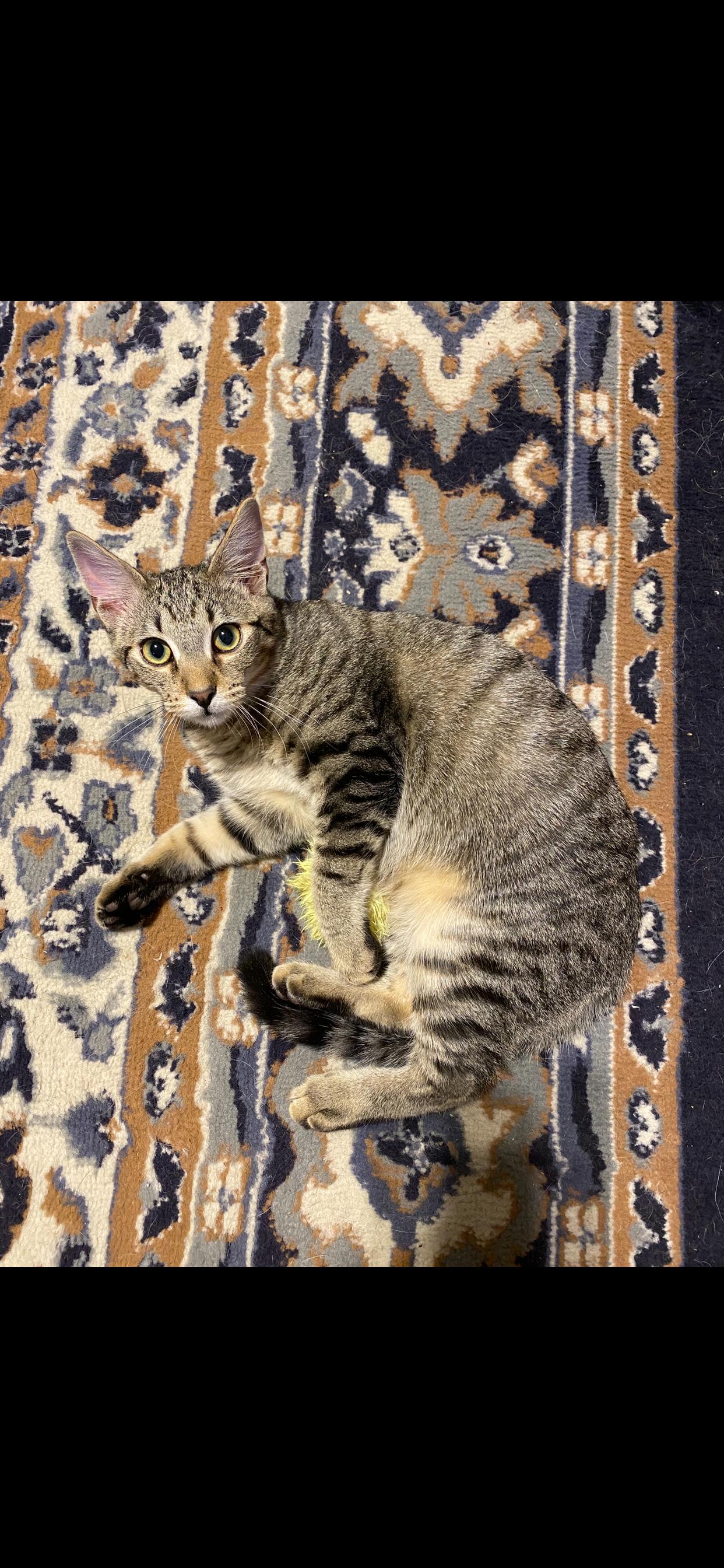 Enlarge Reggie, a Adoptable mixed breed in West Lafayette, IN image 4/5