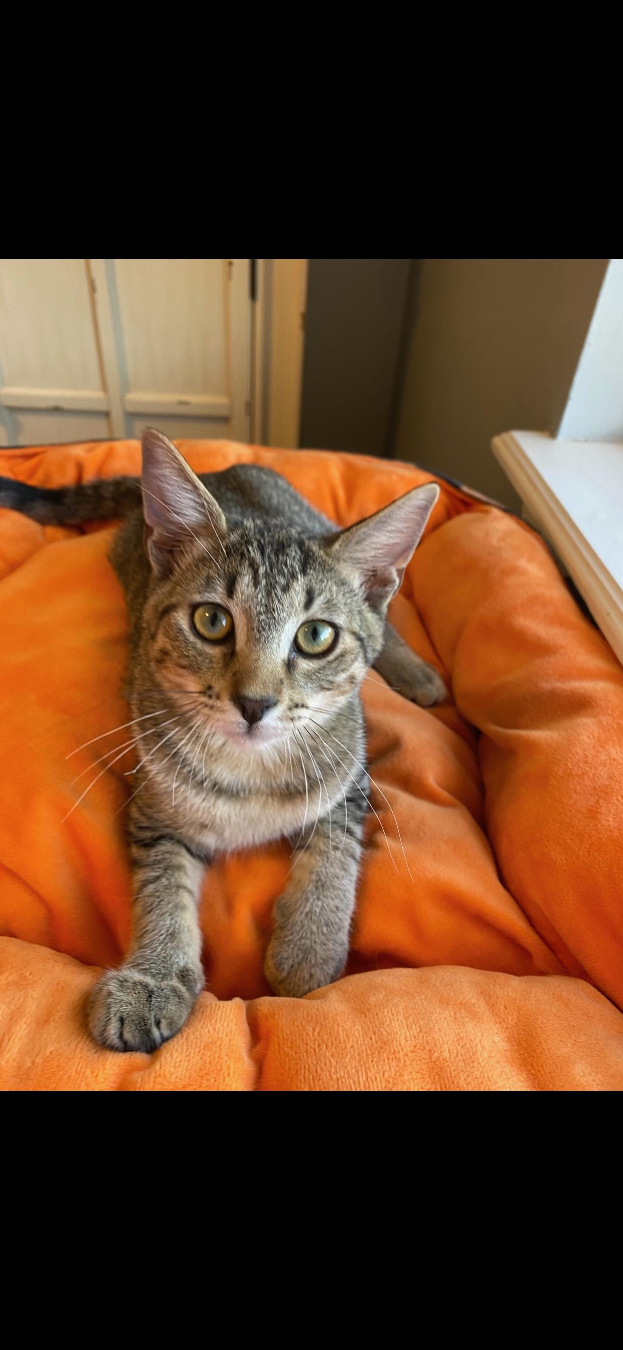 Enlarge Reggie, a Adoptable mixed breed in West Lafayette, IN image 3/5