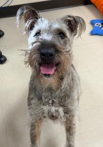 Enlarge Stella , an adopted mixed breed in Clayton, NJ image 1/1