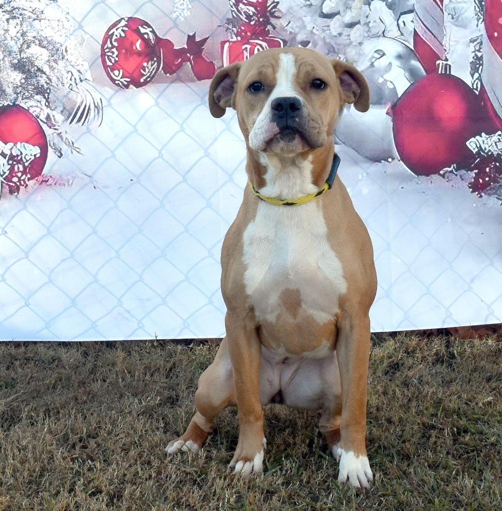 Enlarge Billie, a Adoptable mixed breed in Kingsland, GA image 1/2
