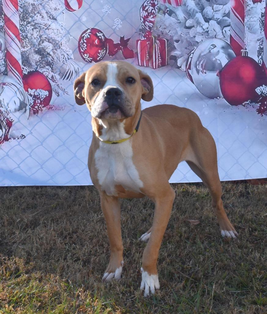 Enlarge Billie, a Adoptable mixed breed in Kingsland, GA image 2/2