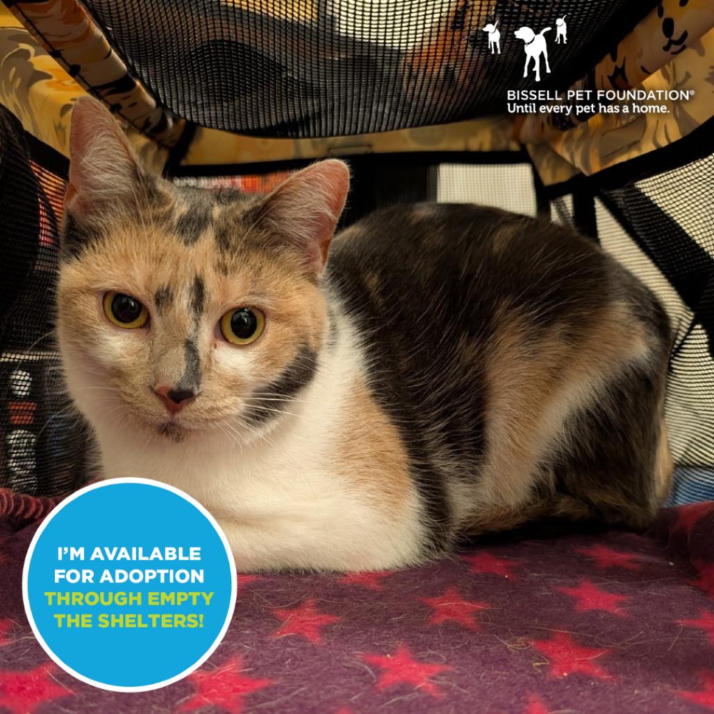 Sugar Mama- $25 Bissell Sponsored Adoption Fee!, Adoptable, Adult Female Domestic Short Hair.