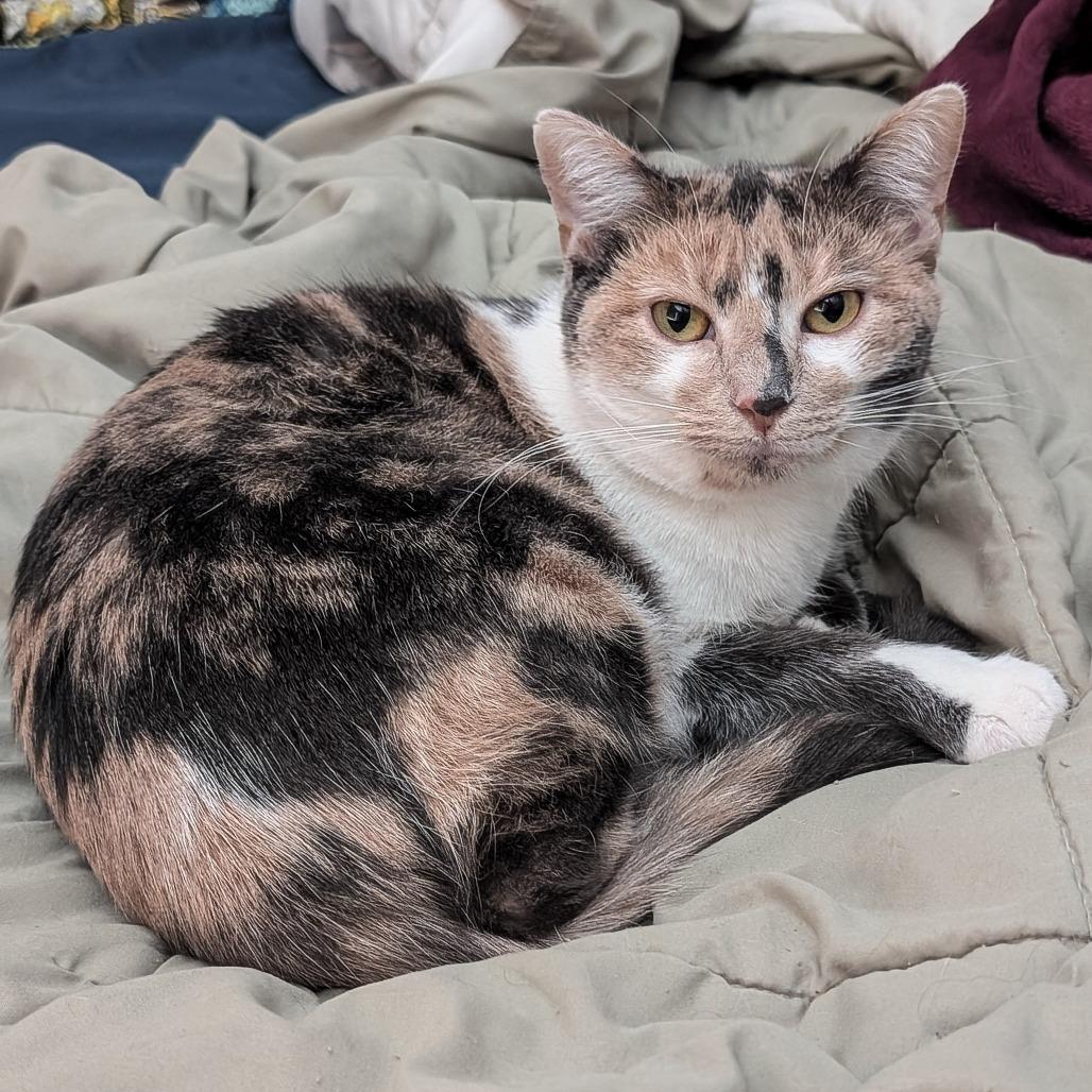 Enlarge Sugar Mama, a Adoptable Domestic Short Hair in Cincinnati, OH image 1/4