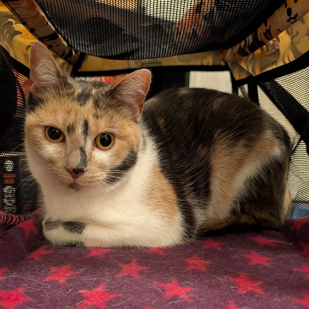 Sugar Mama, Adoptable, Adult Female Domestic Short Hair.