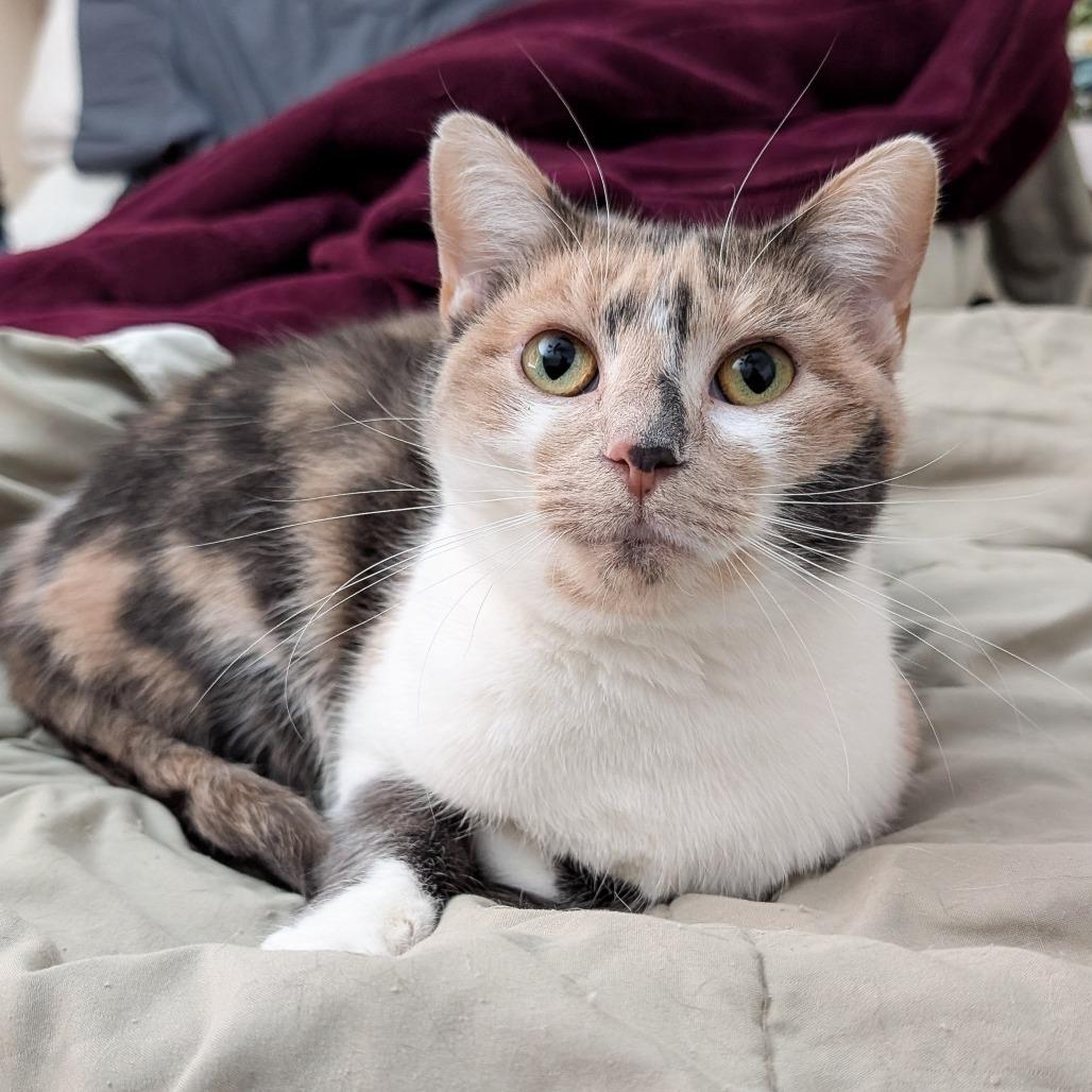 Enlarge Sugar Mama, a Adoptable Domestic Short Hair in Cincinnati, OH image 2/4