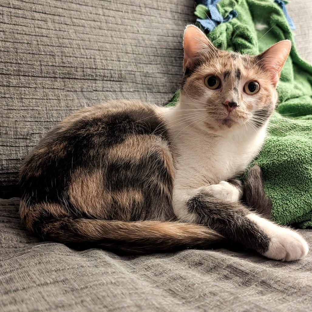 Enlarge Sugar Mama, a Adoptable Domestic Short Hair in Cincinnati, OH image 3/4