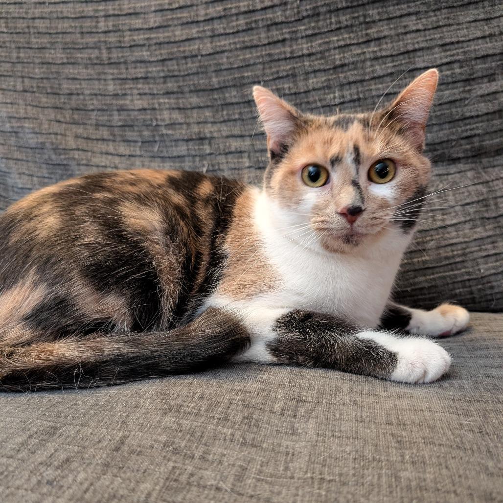 Enlarge Sugar Mama, a Adoptable Domestic Short Hair in Cincinnati, OH image 4/4