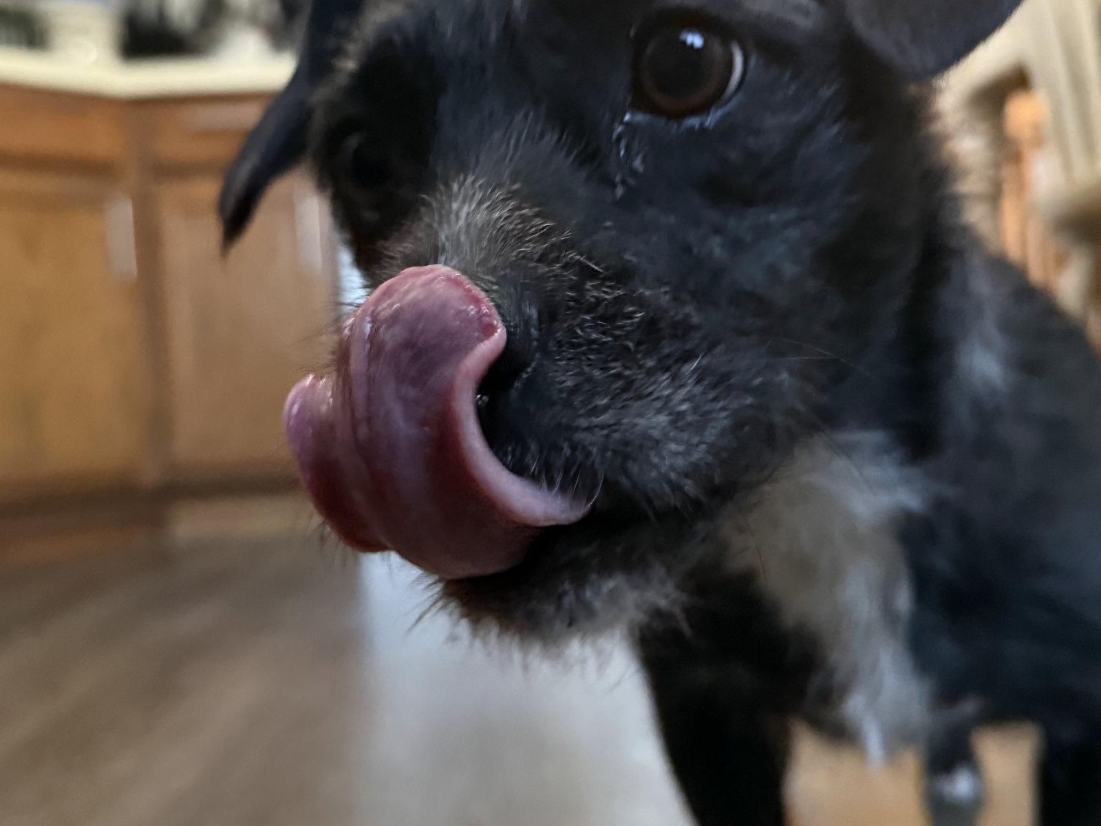 Reo CA, Adoptable, Adult Female Border Terrier.