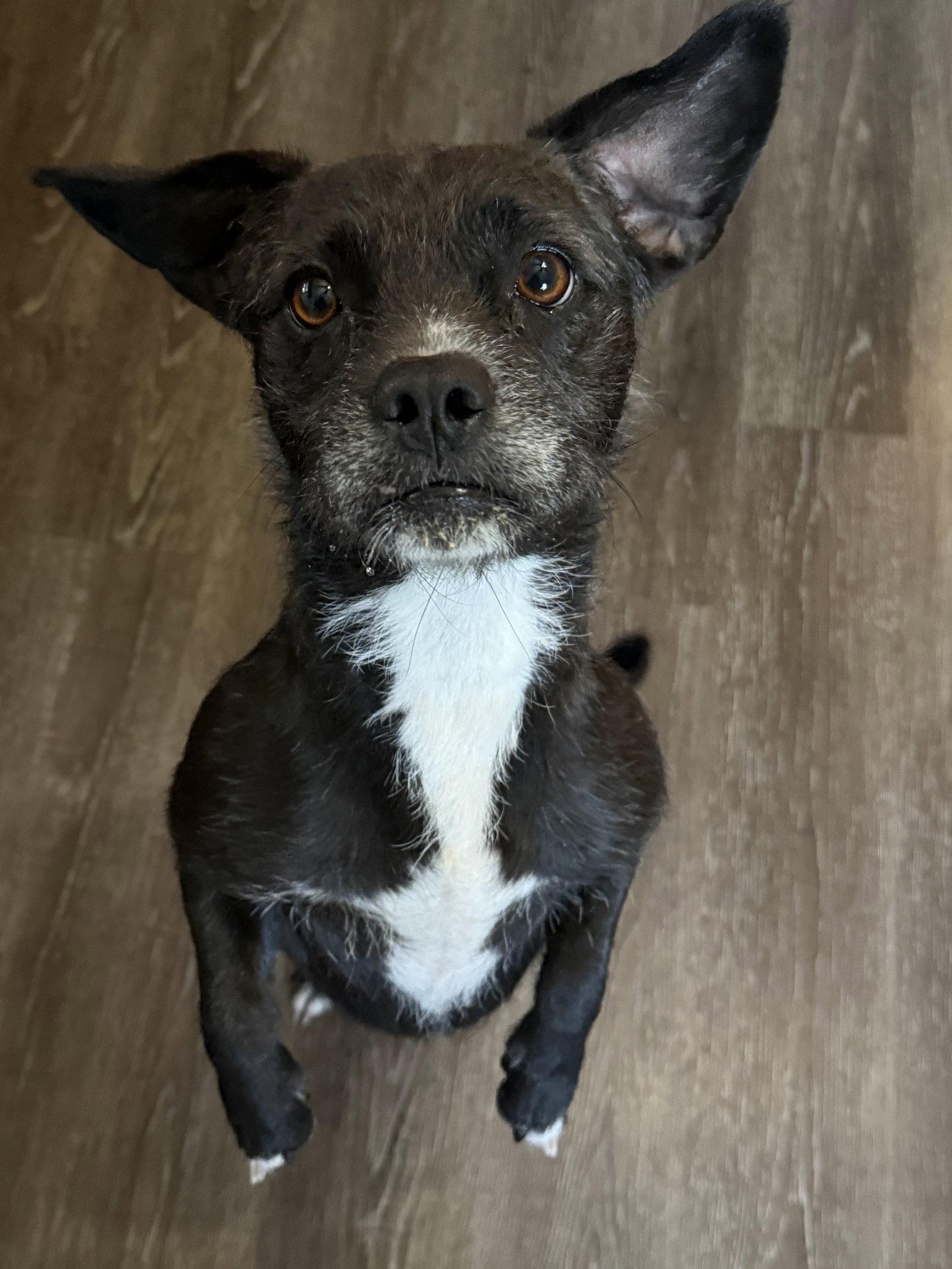 Enlarge Reo CA, a Adoptable Border Terrier in Hillside, IL image 2/3