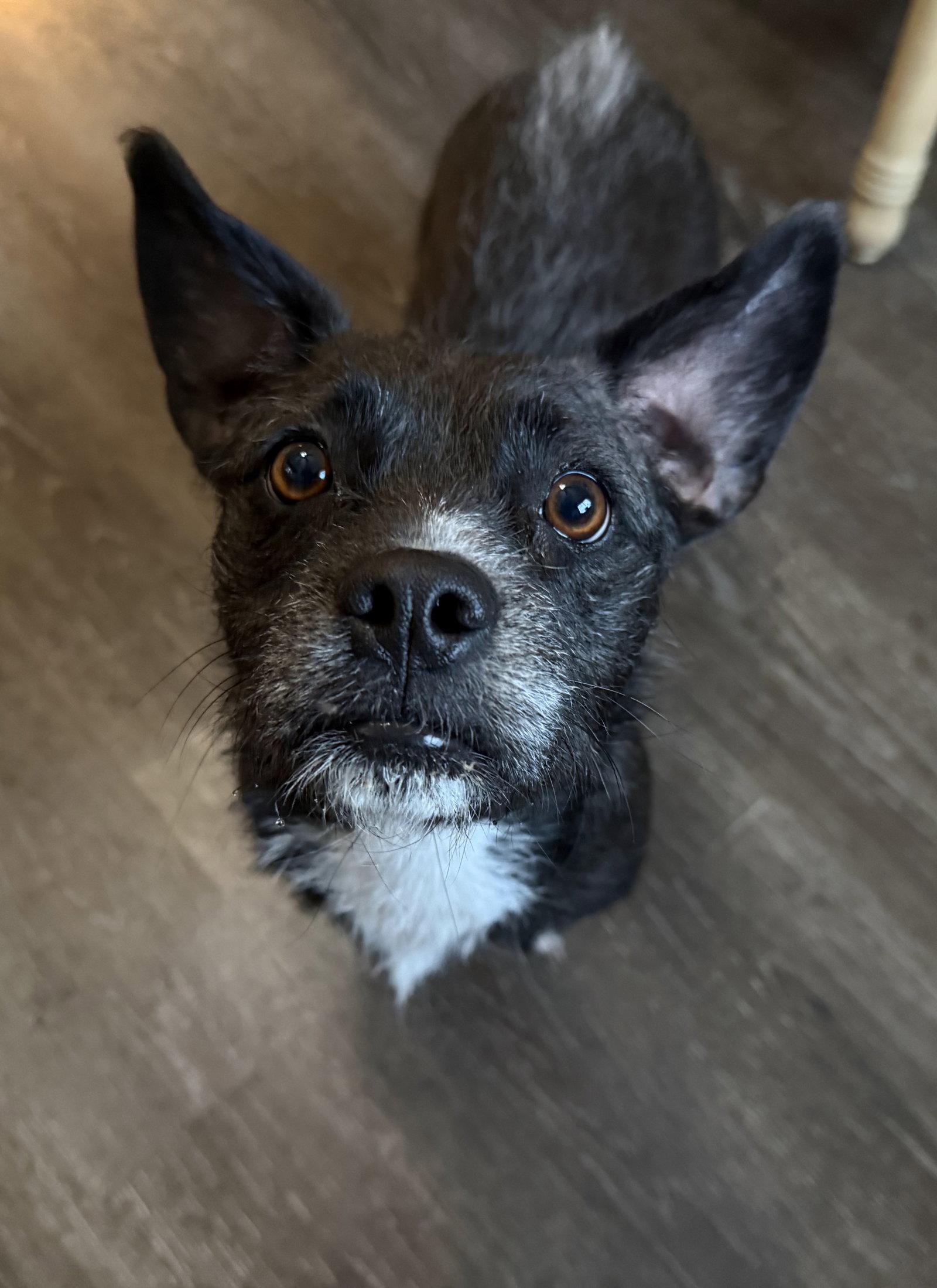 Enlarge Reo CA, a Adoptable Border Terrier in Hillside, IL image 3/3