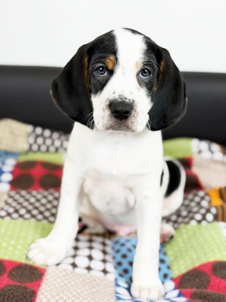 Retro Toy Litter  thumbnail 2