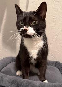 Enlarge Winnie, a ADOPTABLE Domestic Short Hair in Lebanon, PA image 1/1