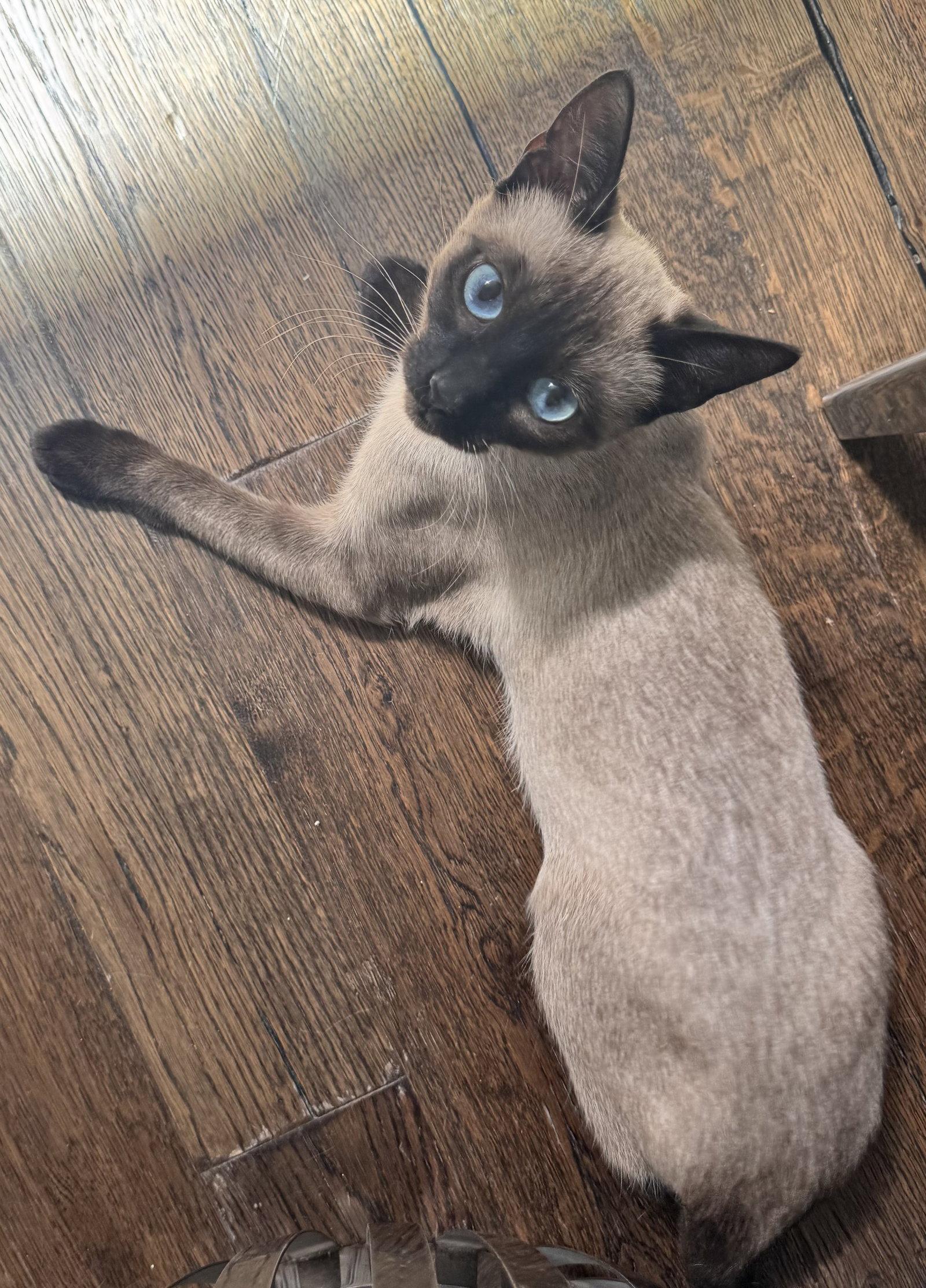 Jenni, Adopted, Young Female Siamese & Domestic Short Hair.