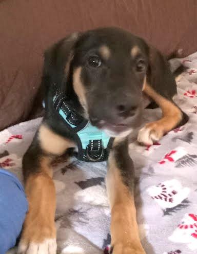 PJ, an adoptable mixed breed in Palatine, IL image 1/5