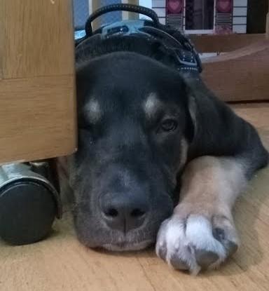 PJ, an adoptable mixed breed in Palatine, IL image 4/5