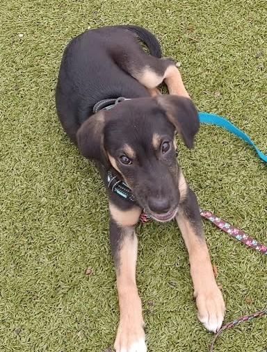 PJ, an adoptable mixed breed in Palatine, IL image 2/5
