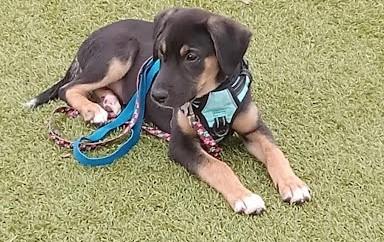 PJ, an adoptable mixed breed in Palatine, IL image 5/5