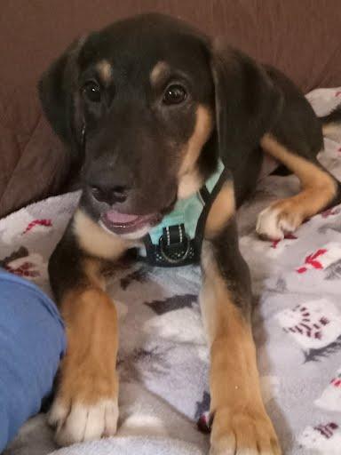 PJ, an adoptable mixed breed in Palatine, IL image 3/5